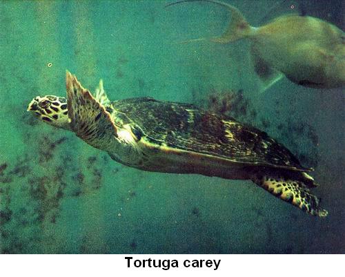 Tortuga carey.jpg